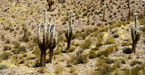 cactus paso de jama
